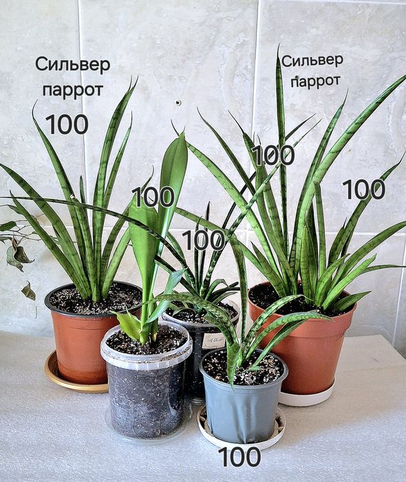 Сансенв'єрія Сильвер Мун Муншайн Сильвер паррот принцесс сансевієрія