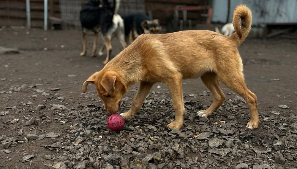 Ярик отдам в семью