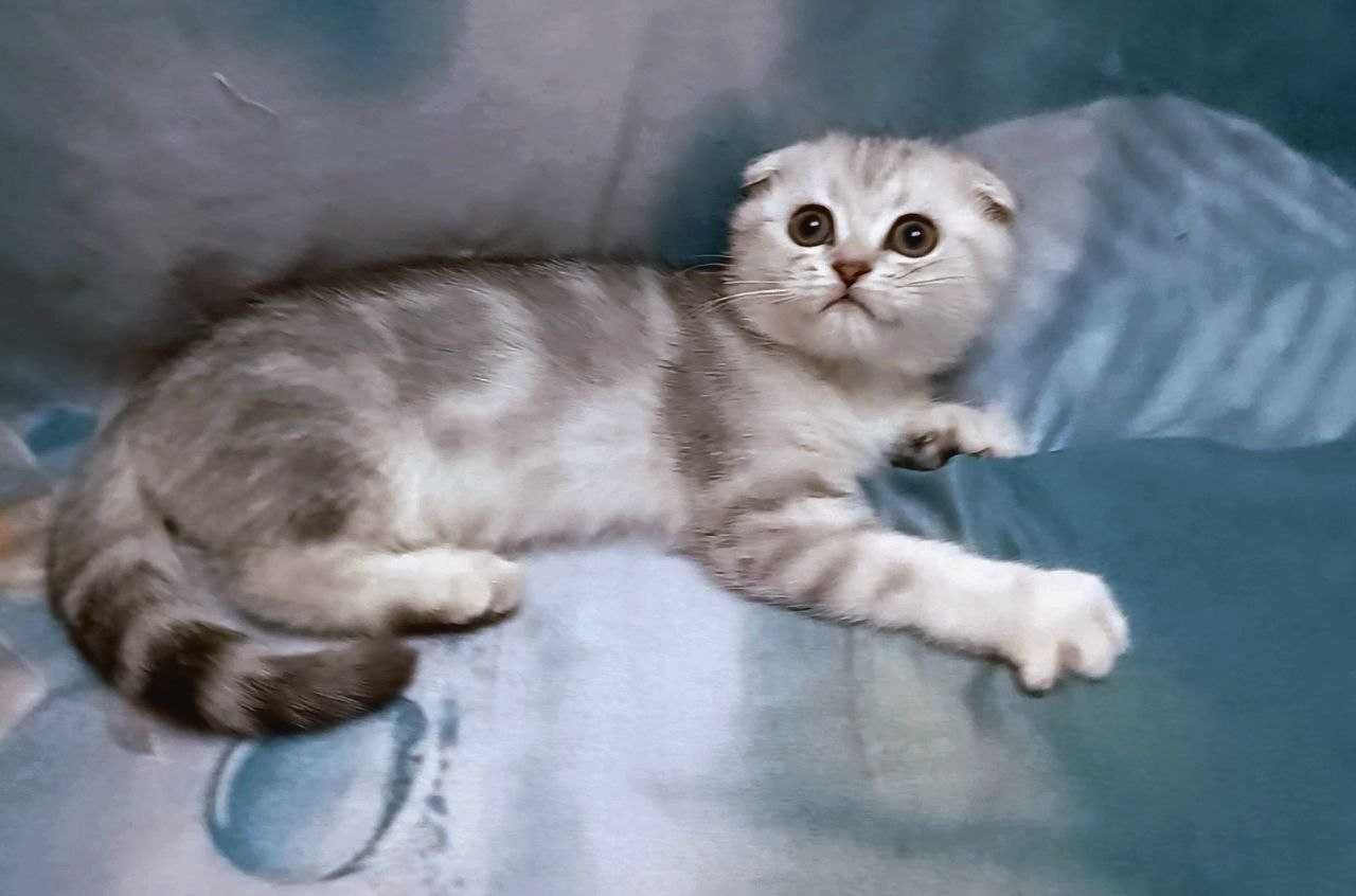 Неймовірно лагідні - чистокровні кошенята породи  "Scottish Fold"