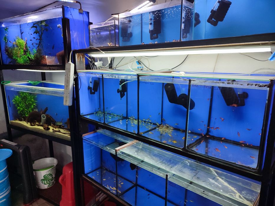 Hodowla Glonek. Zapraszamy