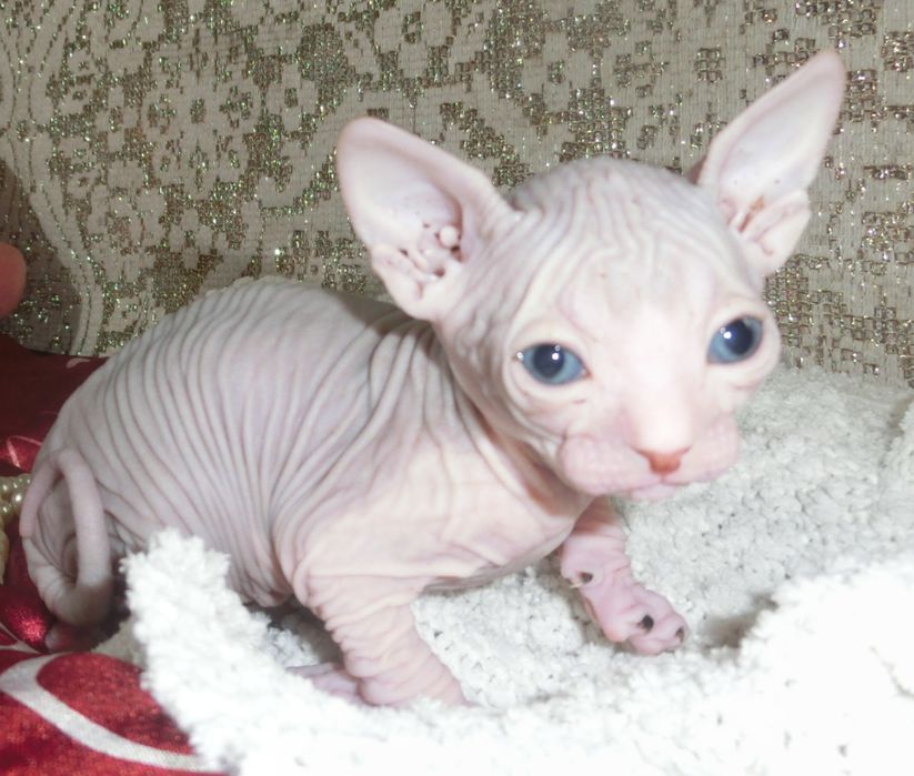 Маленькі канадські сфінсіки