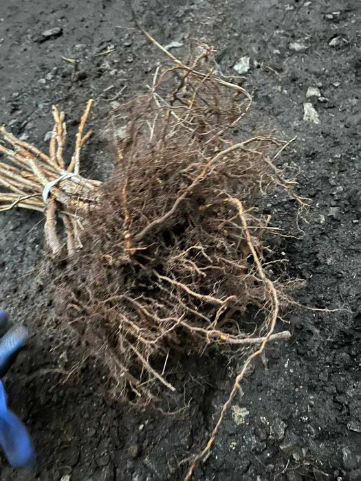 Саджанці Полуниці Розсада Малини Плодові дерева Саженцы Клубники