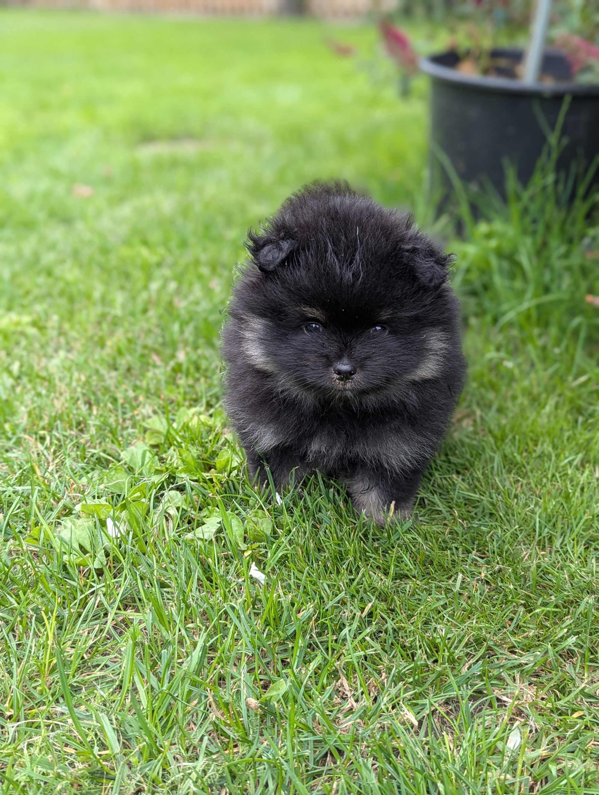 Szpic miniaturowy, pomeranian