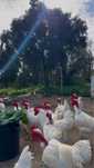 Galos e Galinhas Branca Portuguesa