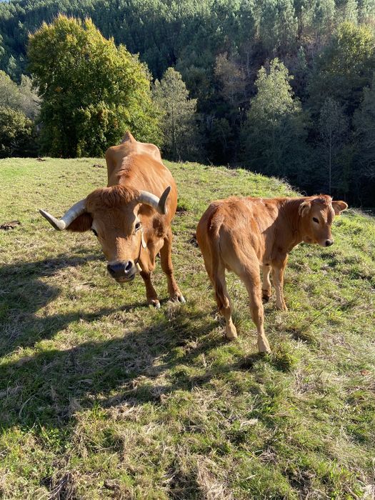 Vendo Vaca arouquesa e cria