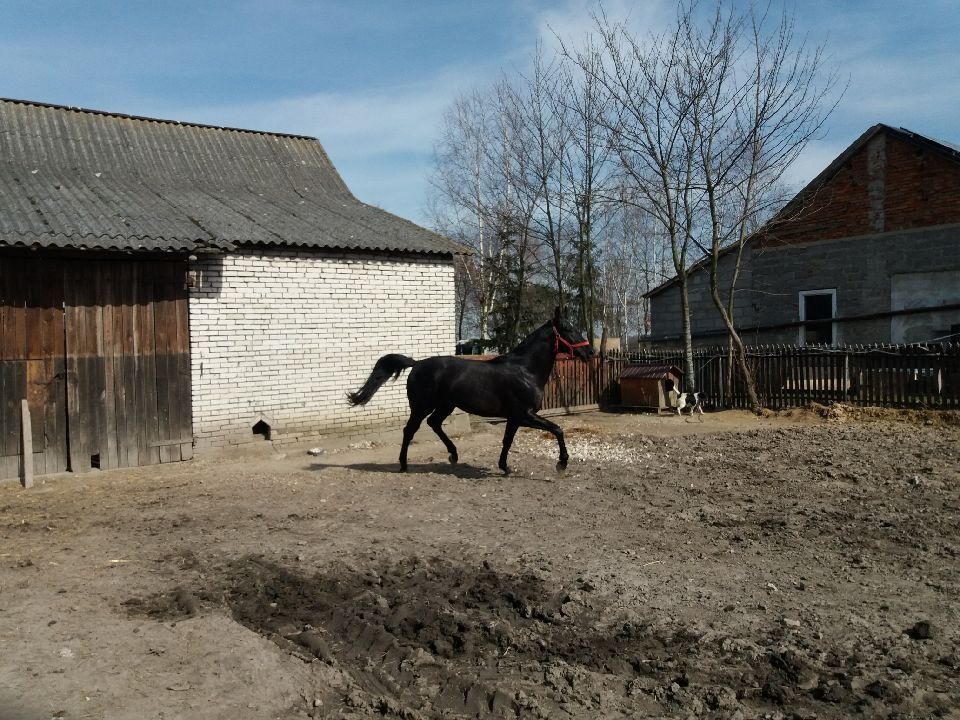 Ogier małopolski