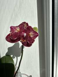 Орхидея Cherry Bomb 228 peloric