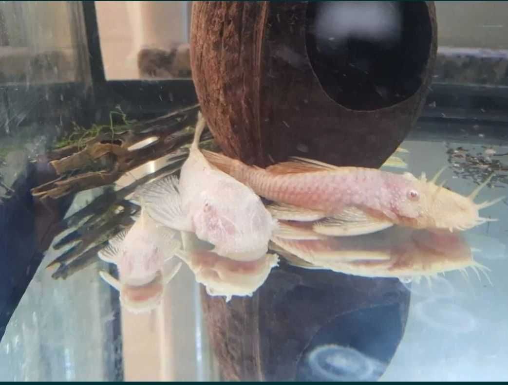 6 Ancistrus albinos