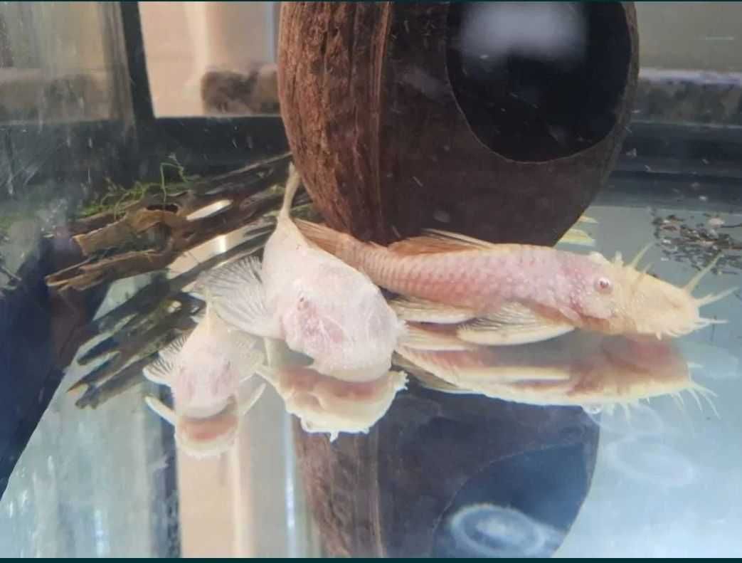 Ancistrus gold albinos