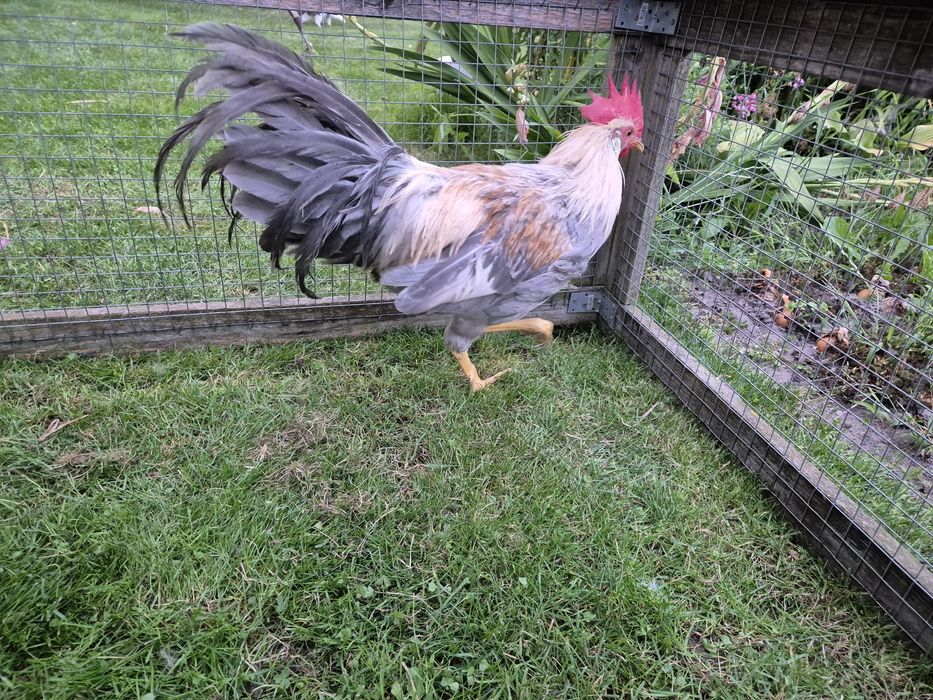 Kogut włoszka lawendowa