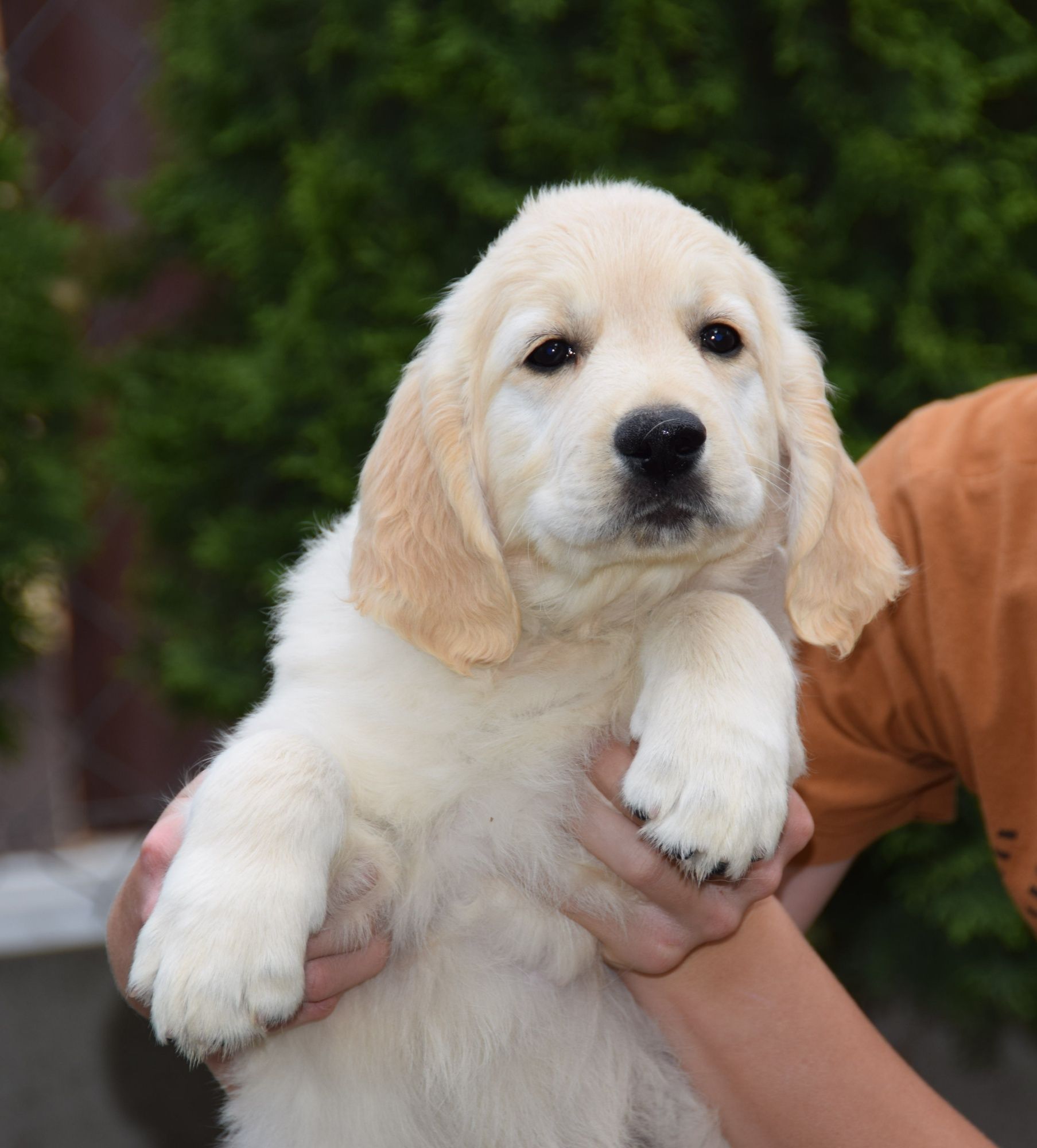 Golden Retriever szczenięta Zkwp fci