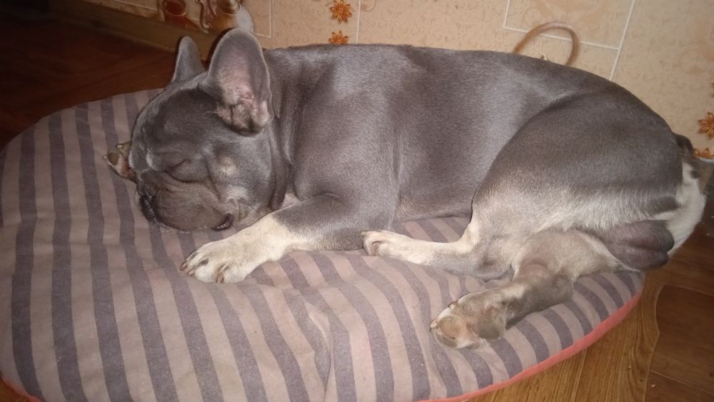 В'язка французький бульдог