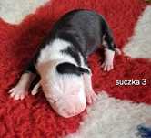 Amstaff ZKWP FCI American Staffordshire Terrier prześliczna suczka