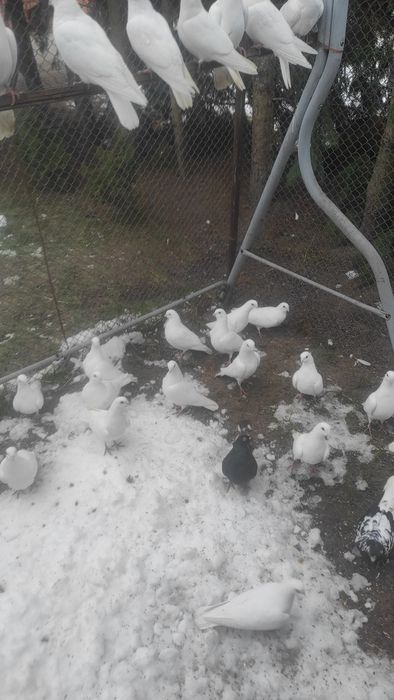 Gołębie wysokolotne cepele