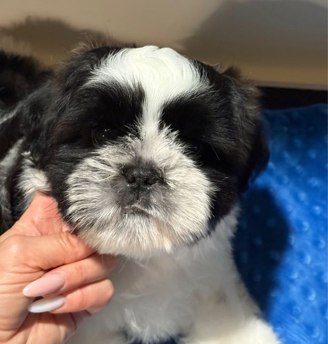szczeniaczek Shih Tzu ZKwP