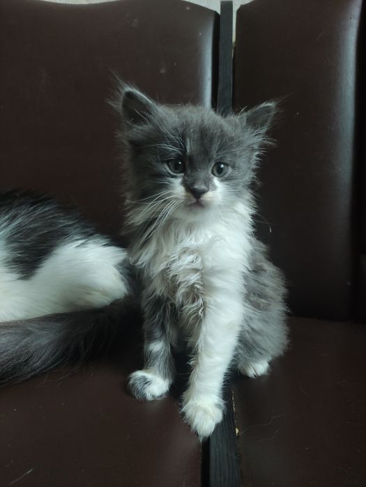 Киця, 2 повних місяців