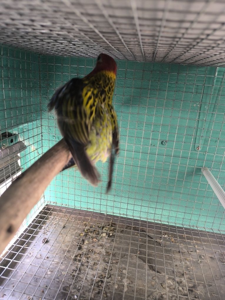 Macho eximius manto dourado
