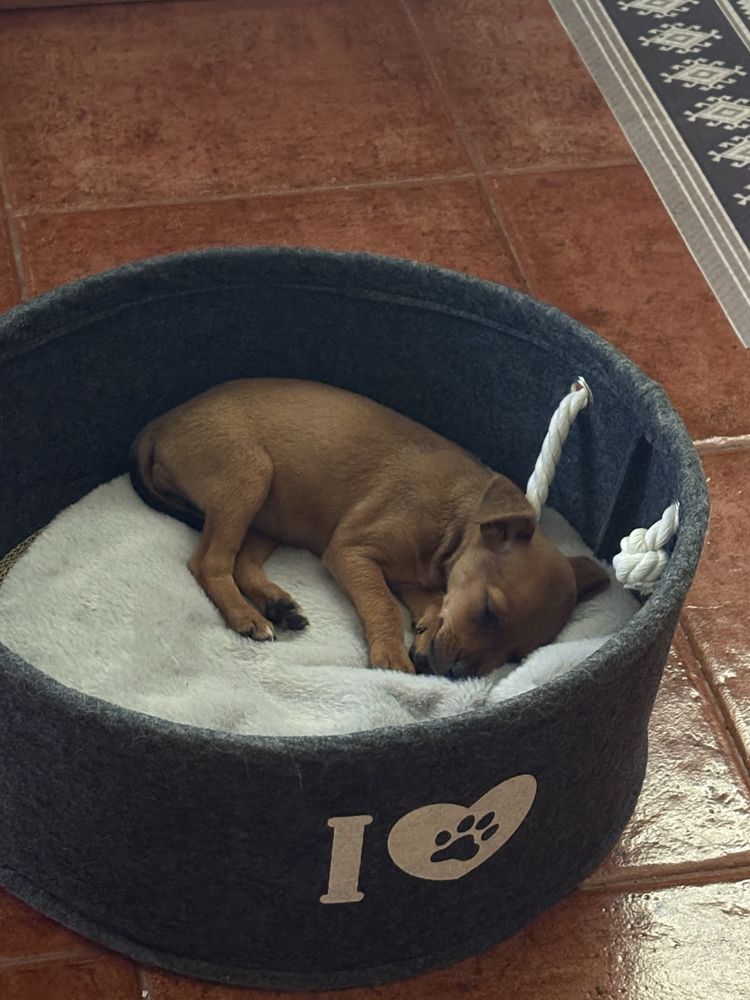 Pinscher Miniatura Menina