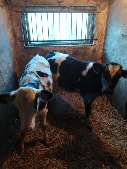 Odsadki, jałówka hodowlana, byczek hf