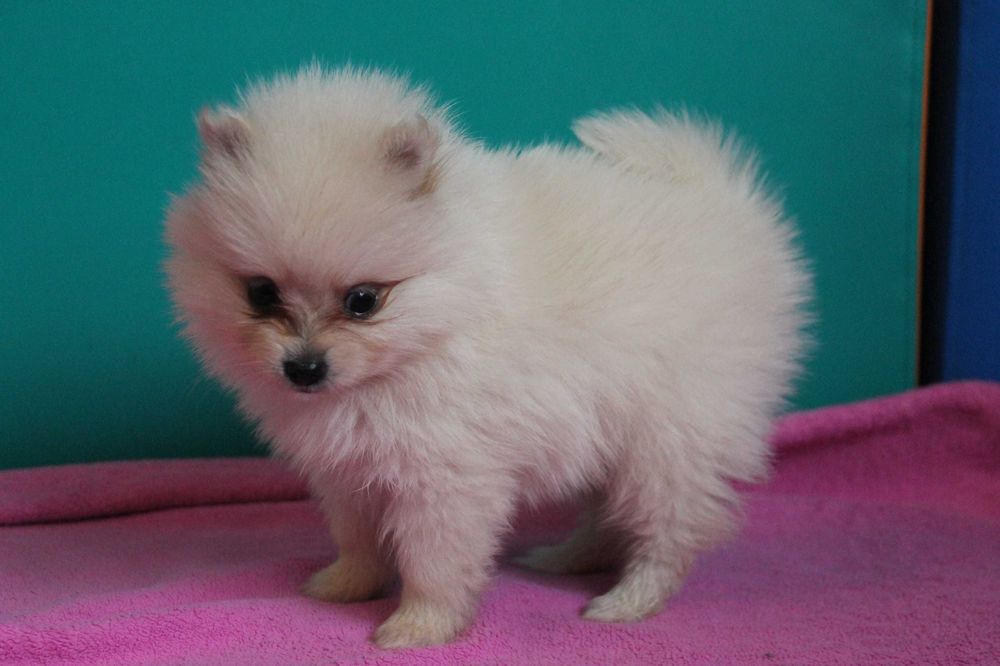 Szpic Pomeranian śliczna mini suczka - już do odbioru