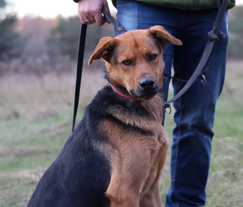 Piesek do adopcji ODYS