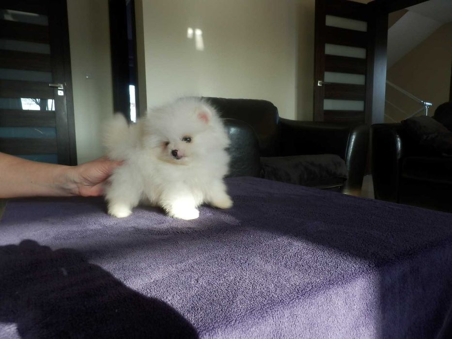 Szpic miniaturowy sunia biało kremowa Cyni mini XXXS BOO MISIO