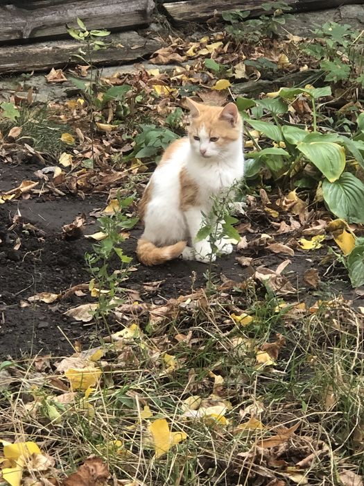 Рыжий кот в свой дворик