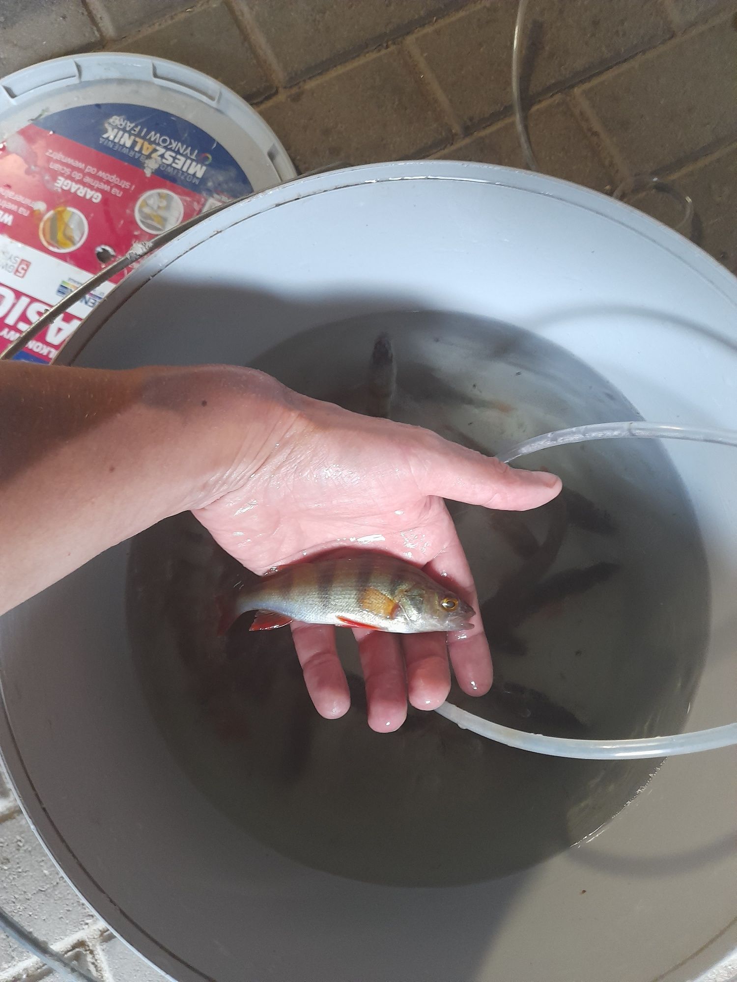 Narybek kroczek Jesiotr,Okoń,Karp koi ,Szczupak,Karp,Sum,Lin,Karaś koi
