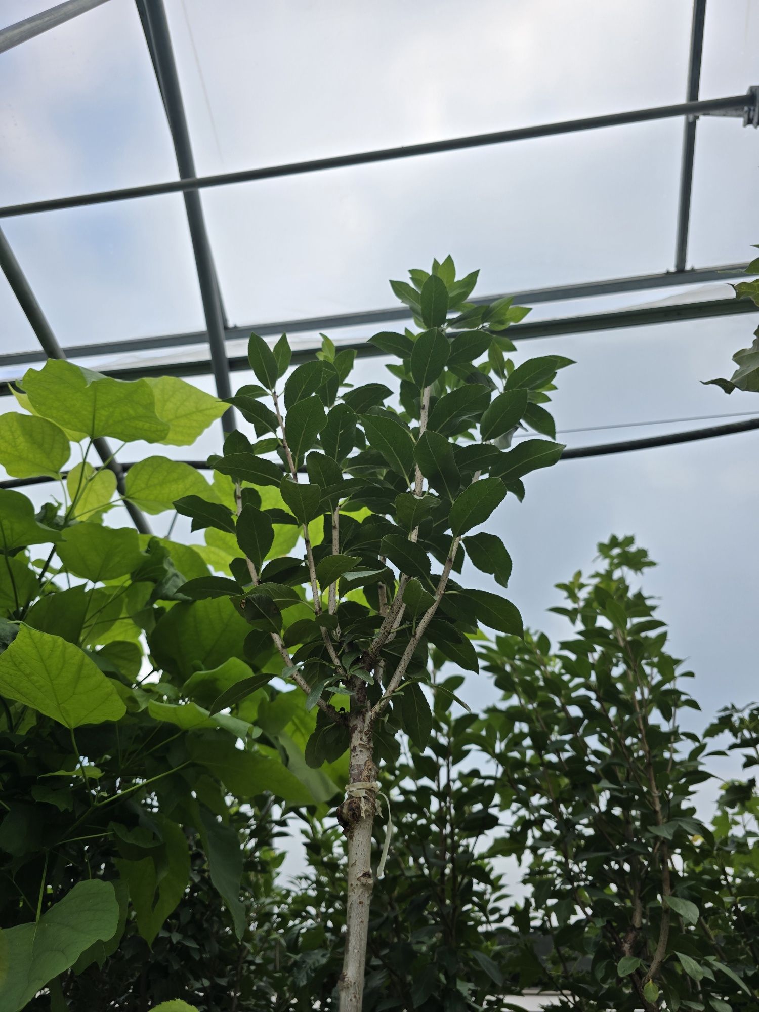 Wiśnia umbraculifera 200 cm kiku shidare zakura na pniu