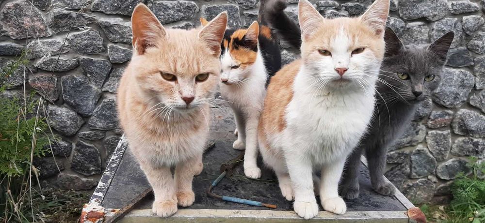 Віддаєм кошенята в добрі руки