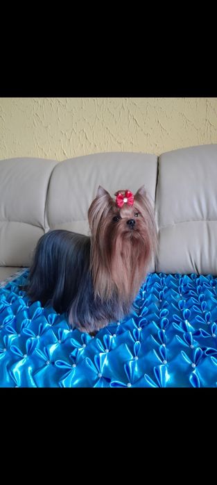 Yorkshire terrier samczyk zkwp fci