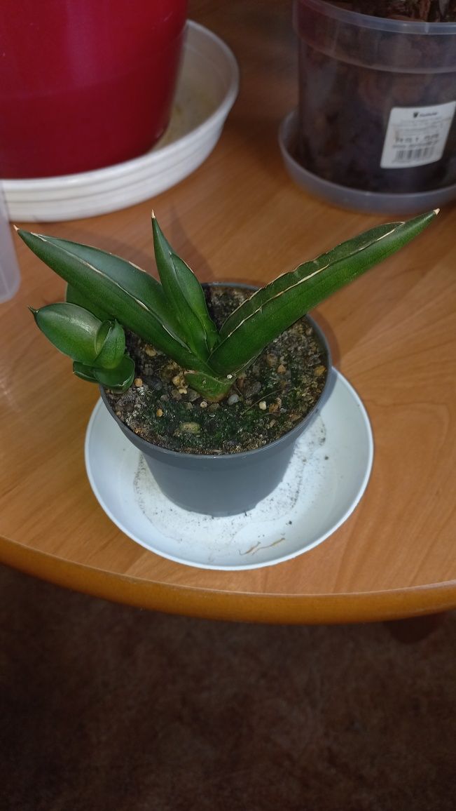 Sansewieria Almond Jade.
