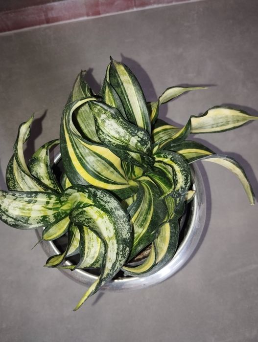 Sansevieria Spiral Star sansevieria hahniiSilver Frost