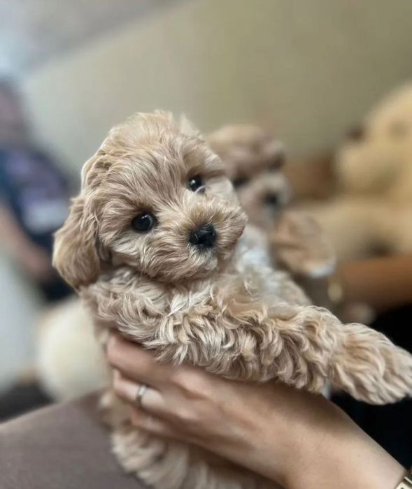 Собачка мальтипу ф1 хлопчик