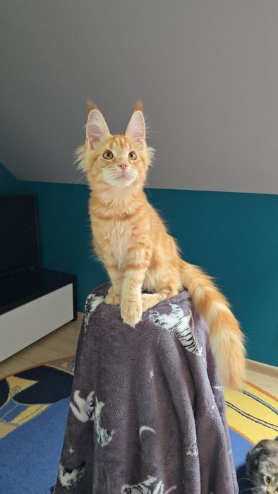 Przekochany kocurek Maine Coon
