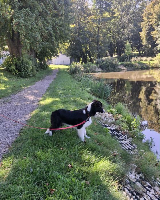 Border collie - piesek z metryką ZKwP