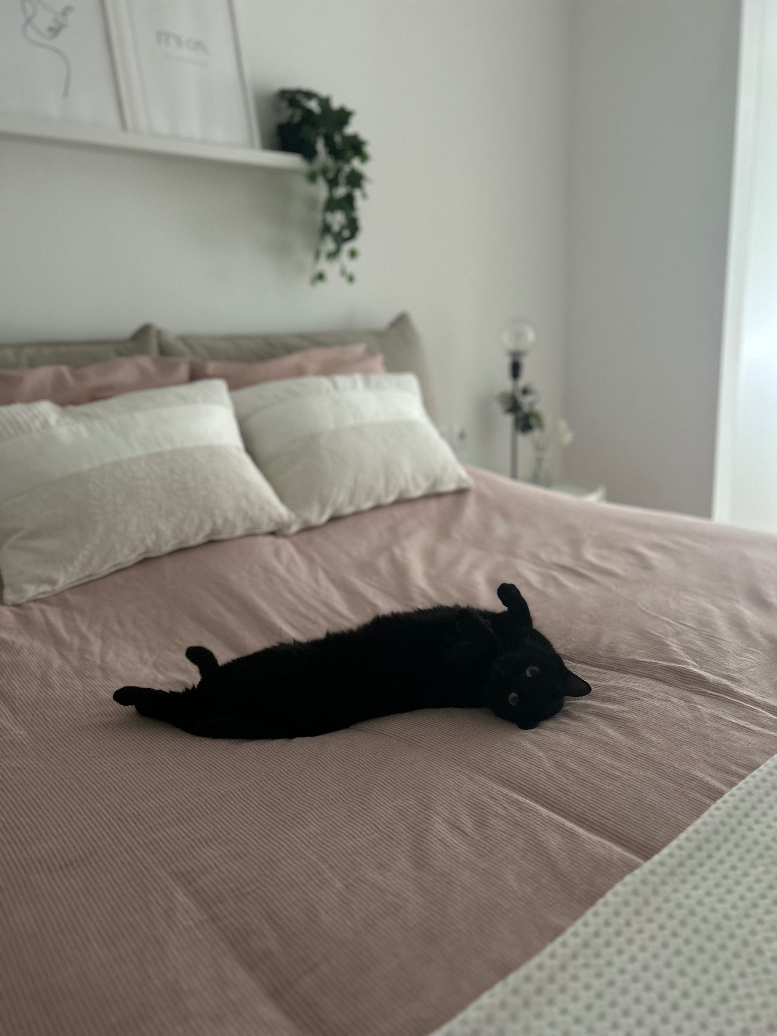 Gata para adoção