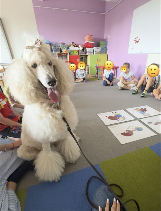 Suczka czarna pudel duży , królewski, standard