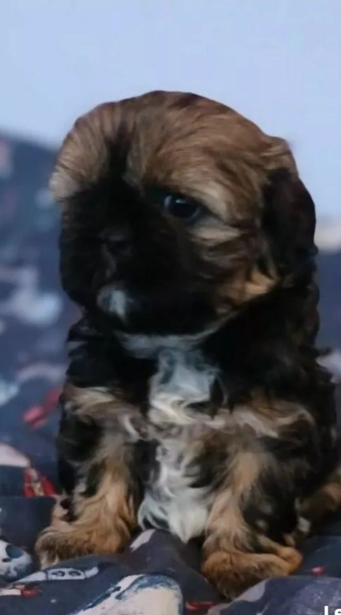 Shih-tzu chlopak do odbioru