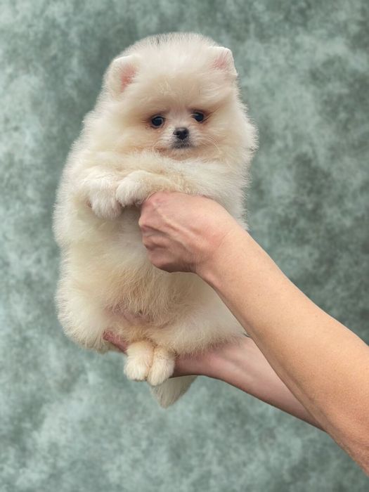 Мишки померанский шпиц