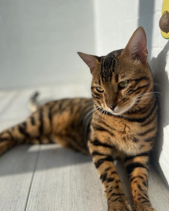 Віддам дворічного кота, кастрований