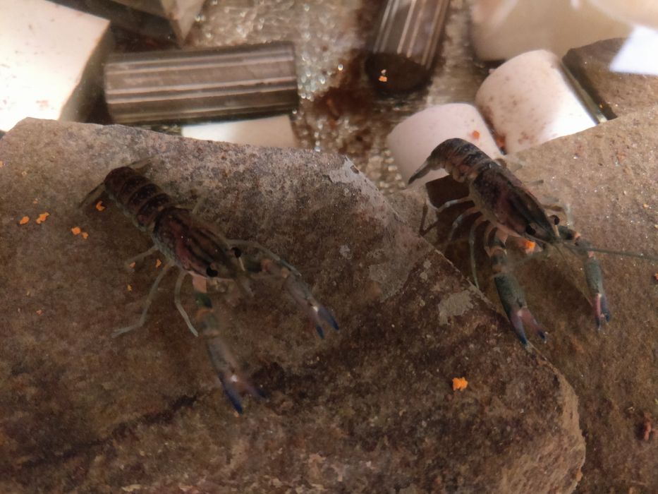 малек аккр австралійський красноклешневий рак