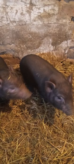 Поросята 5 неділь