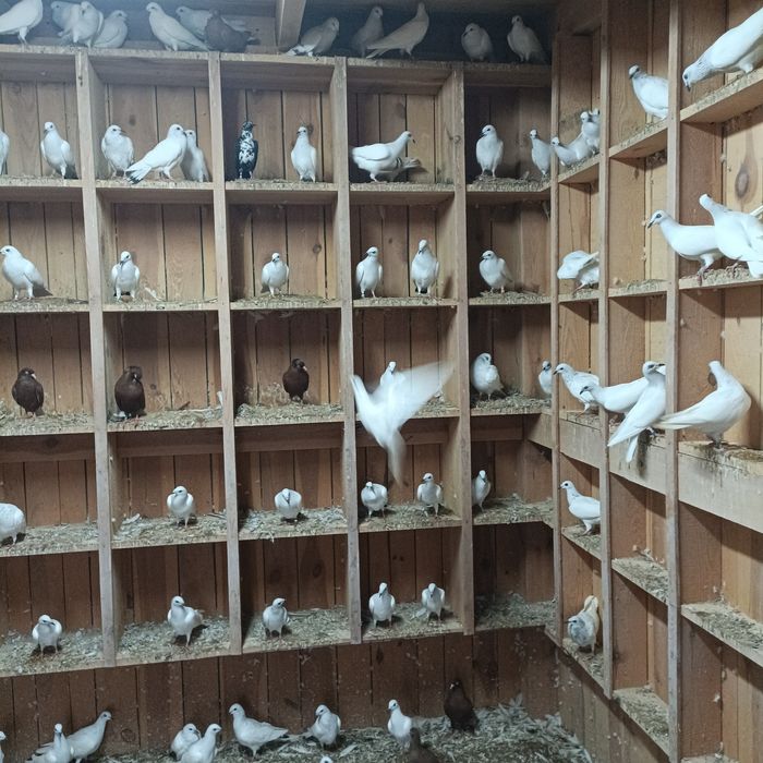 Jasne pasiaki wyszwance