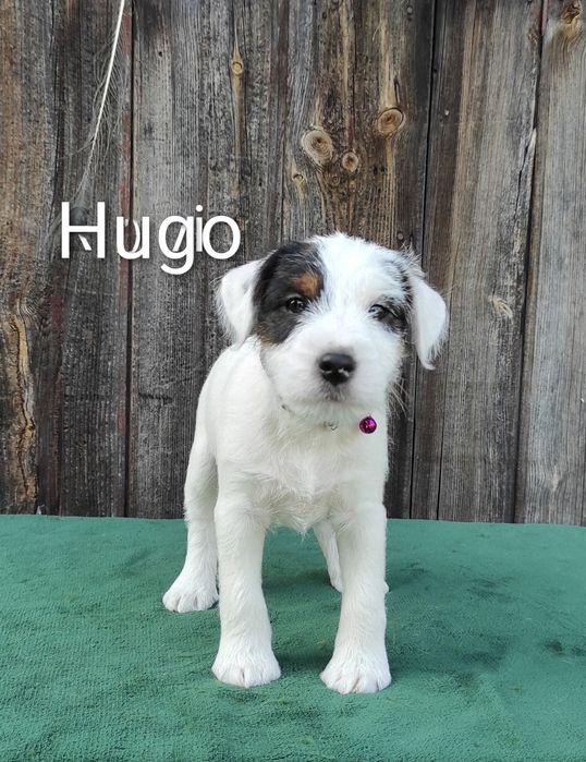 Parson Russell Terrier