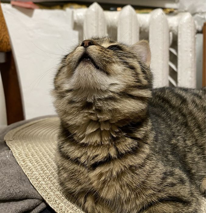 Віддамо кицю в добрі руки