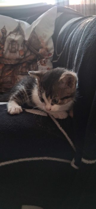 Oddam kotka w dobre ręce