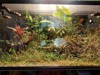 Terrarium paludarium