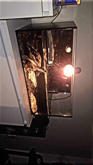 Żółw wodno lądowy