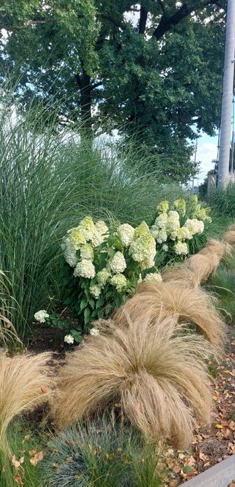Trawa stipa pony tails ponad 40 szt
